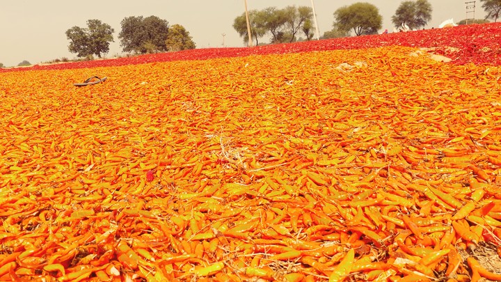 colorful chillies