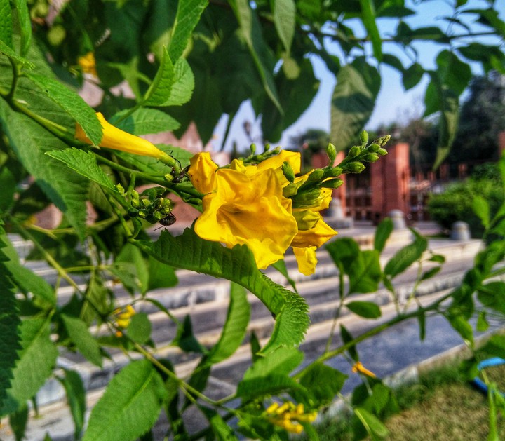 The yellow elder