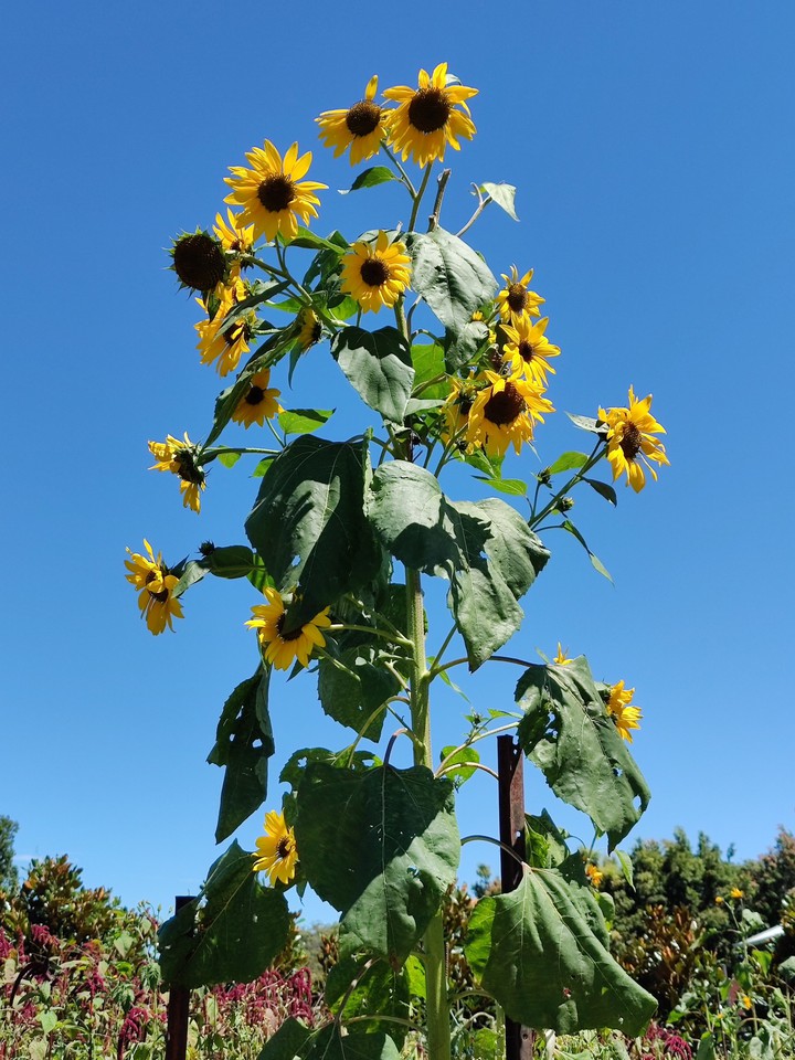 Sunflowers?