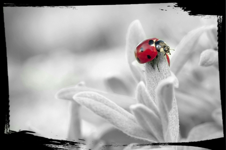 ladybug