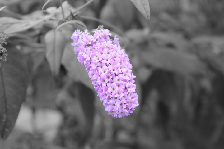 Purple Flower