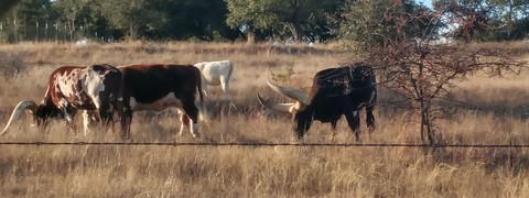 Texas longhorns