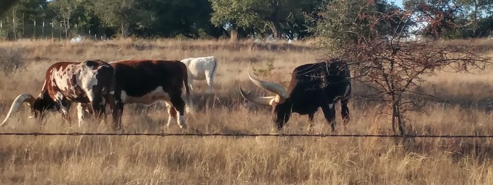 Texas longhorns