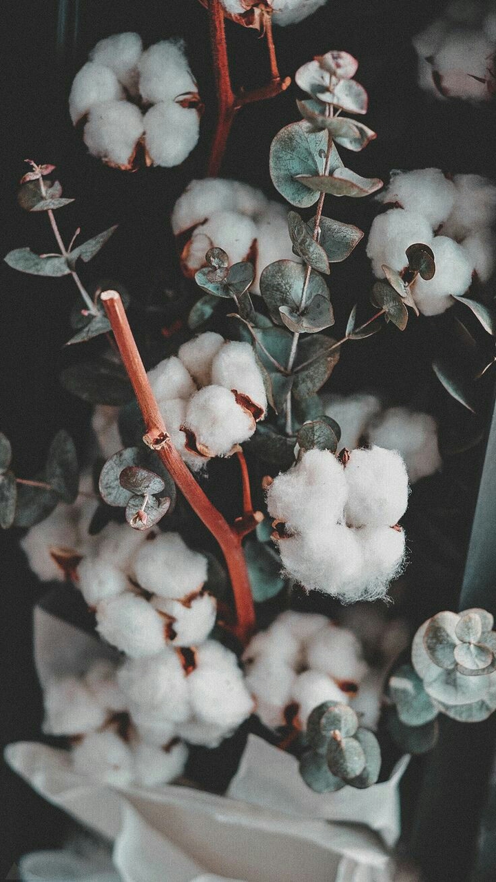 Cotton