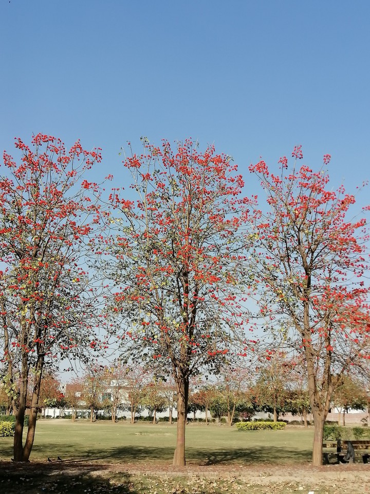 Red tree's