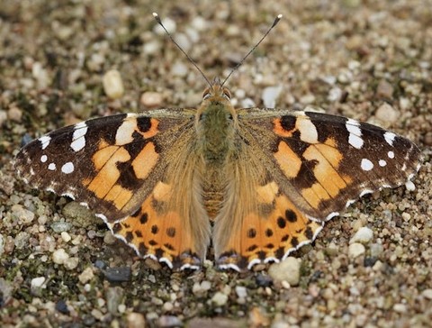 sfondi insect, pollinator