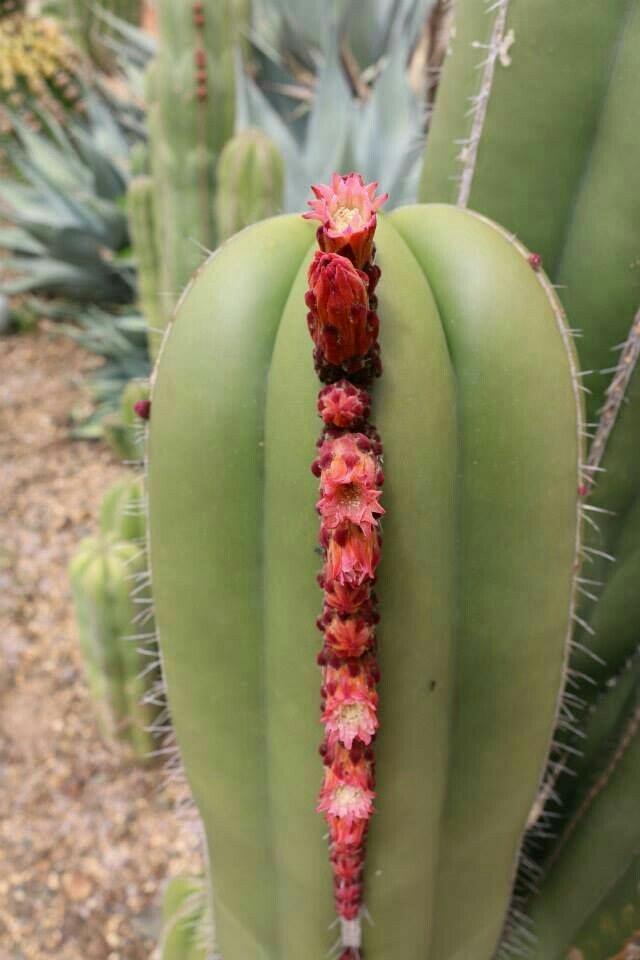 Cactus