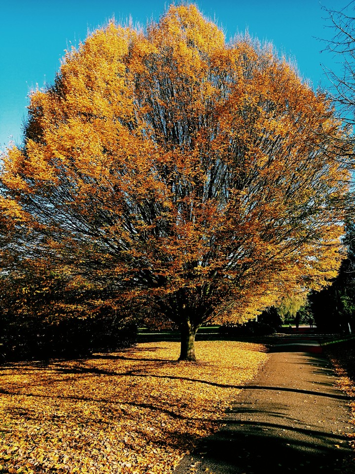 autumn