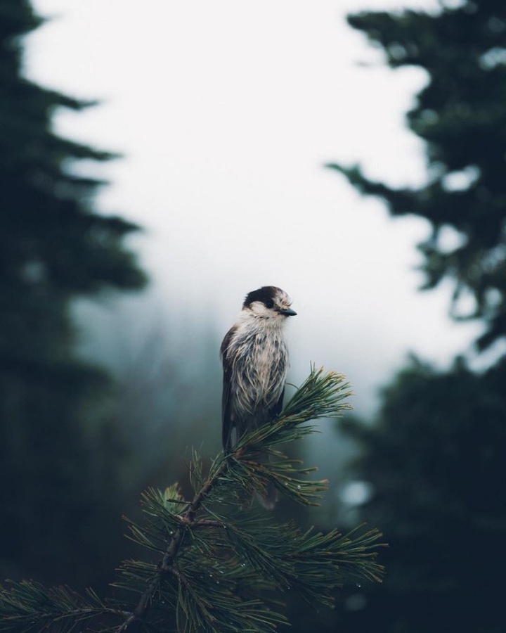 bird