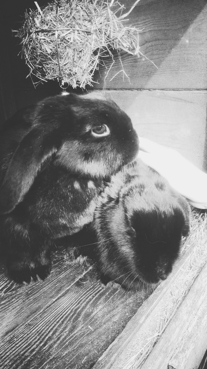 Bunnies