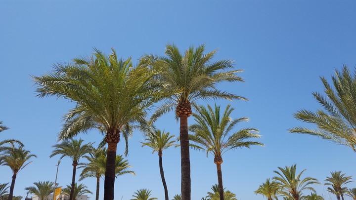 Palm trees
