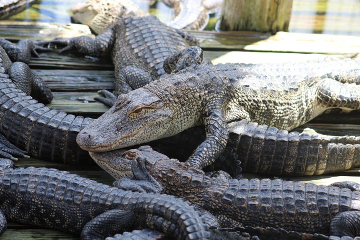 Alligator