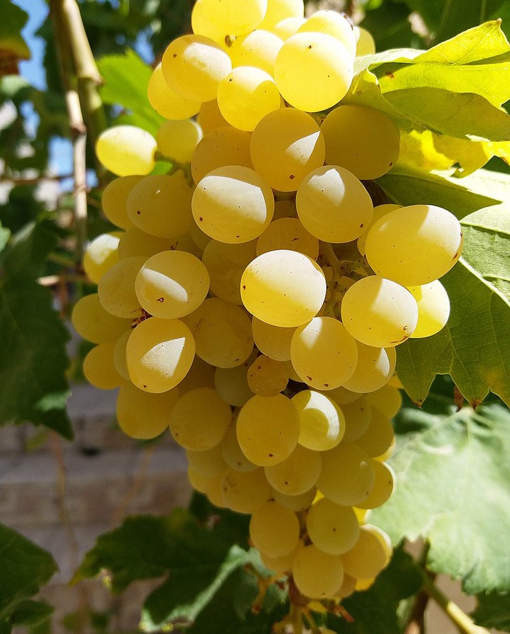 grape