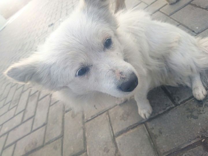 Собака