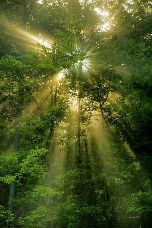 Awash in the Light