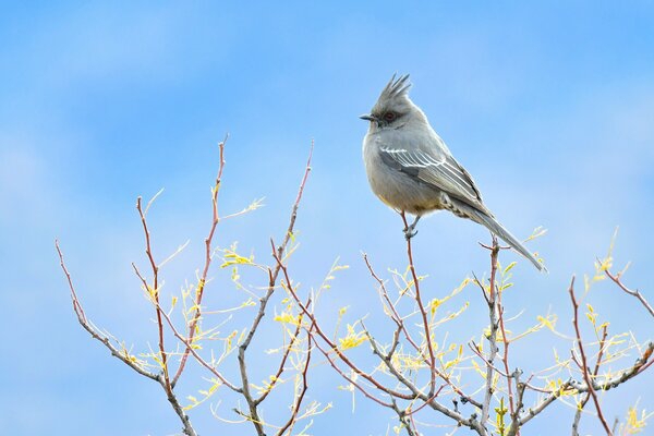 bird