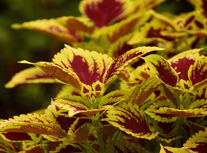 Leaves