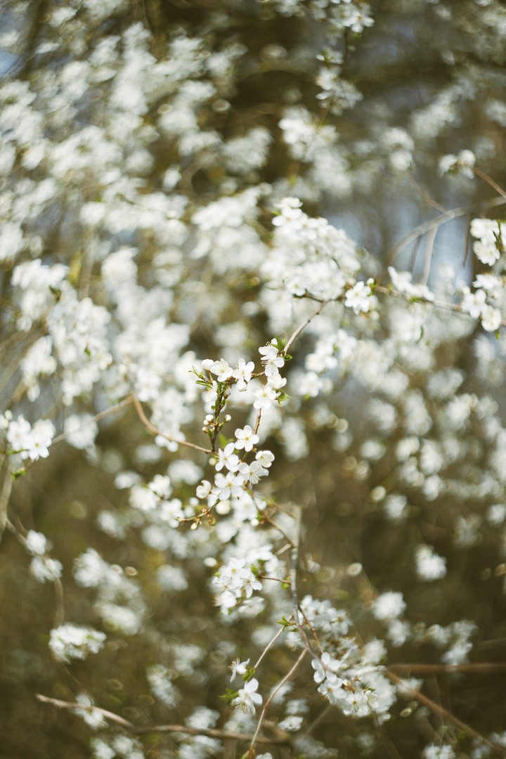 spring flowers