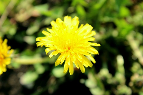 Spring