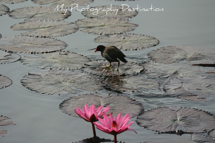koko walk on Lotus leaf