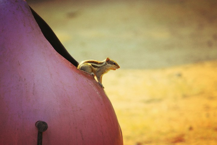 squirrel