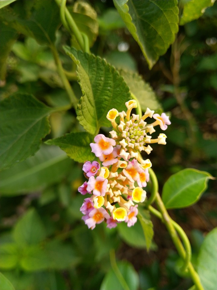 Flower , HD , Best , Nature , Beautiful