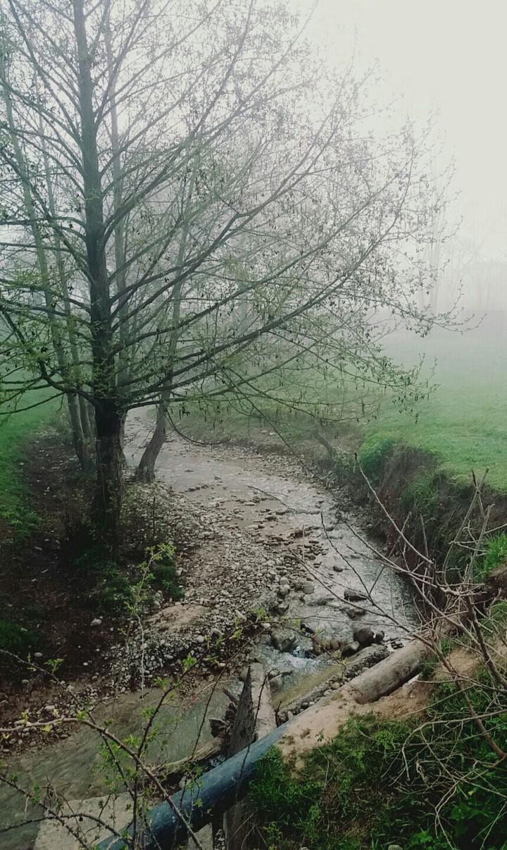 Fog
