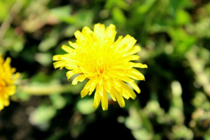 Spring