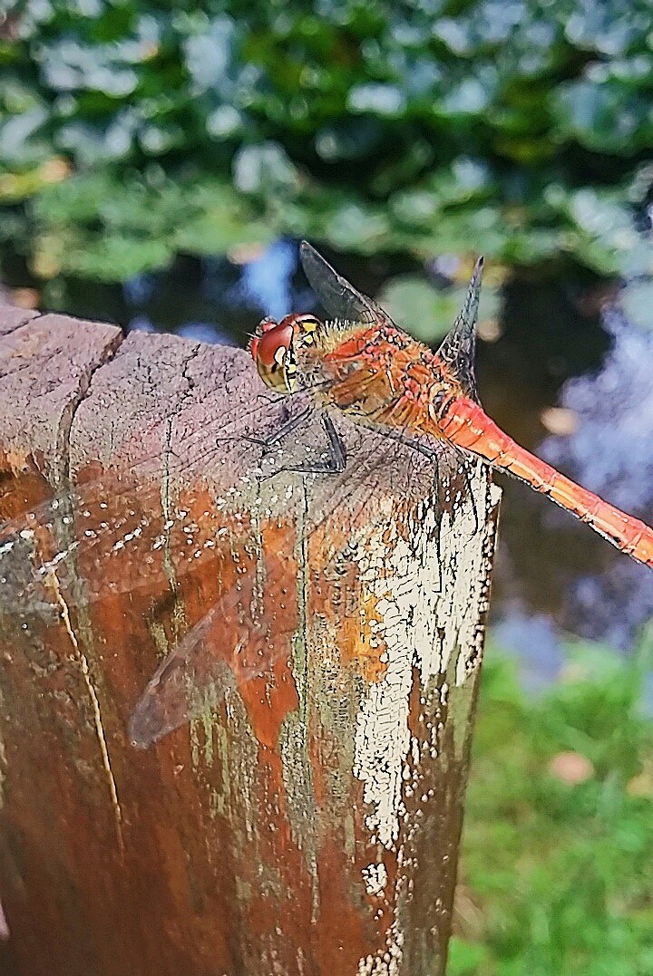 Dragonfly