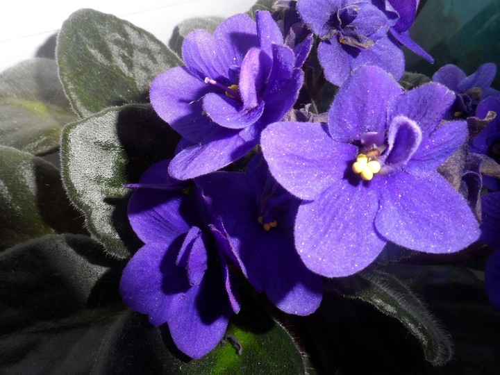 violets