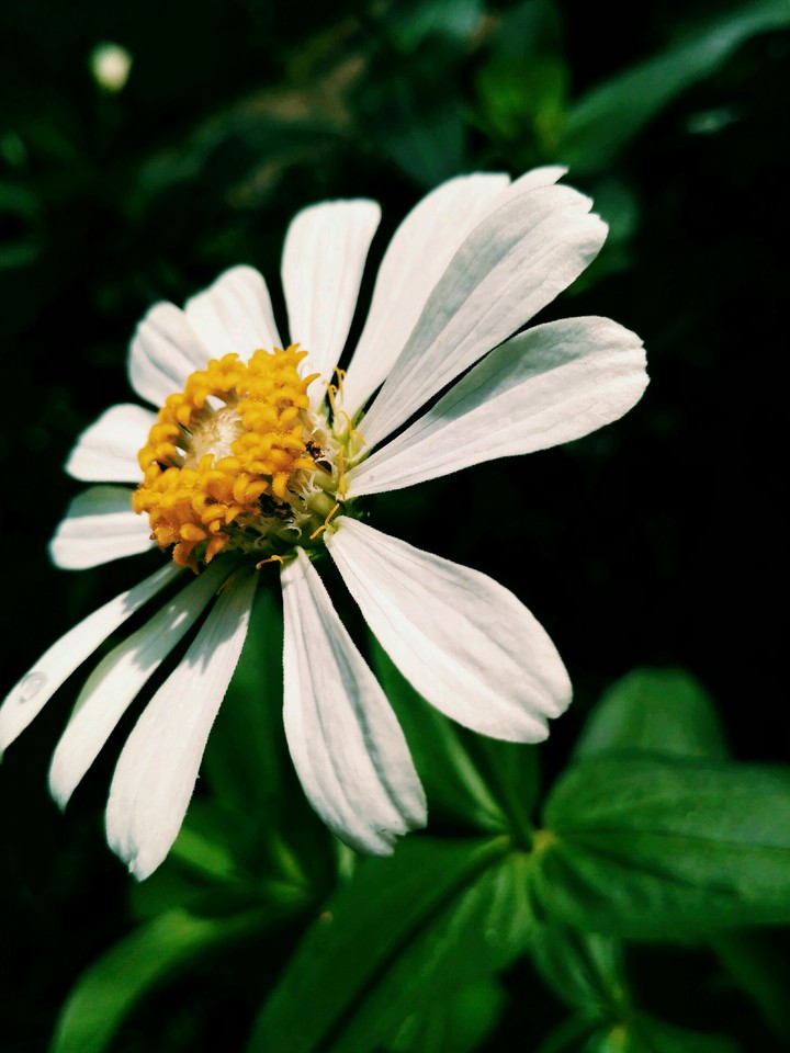 white flower