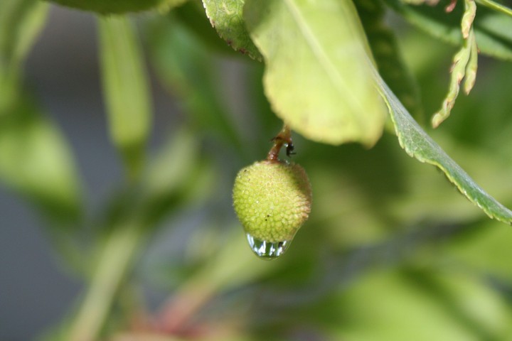 Gota