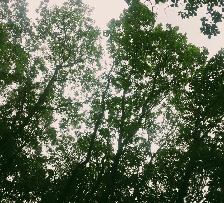 Trees