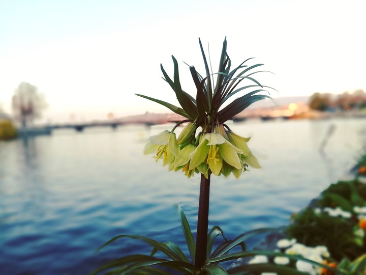 flower