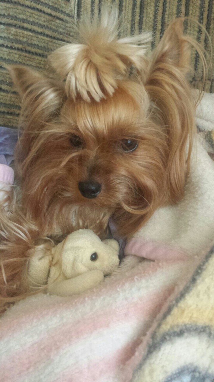 dog