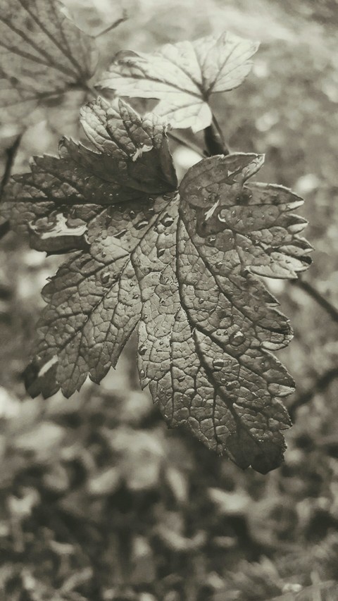fall