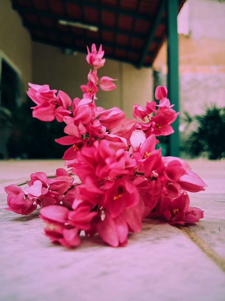 Flower 