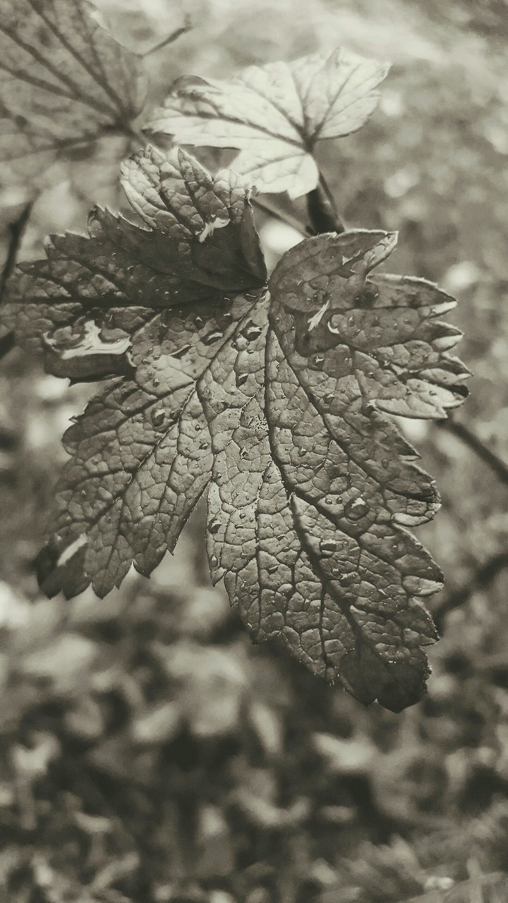 fall