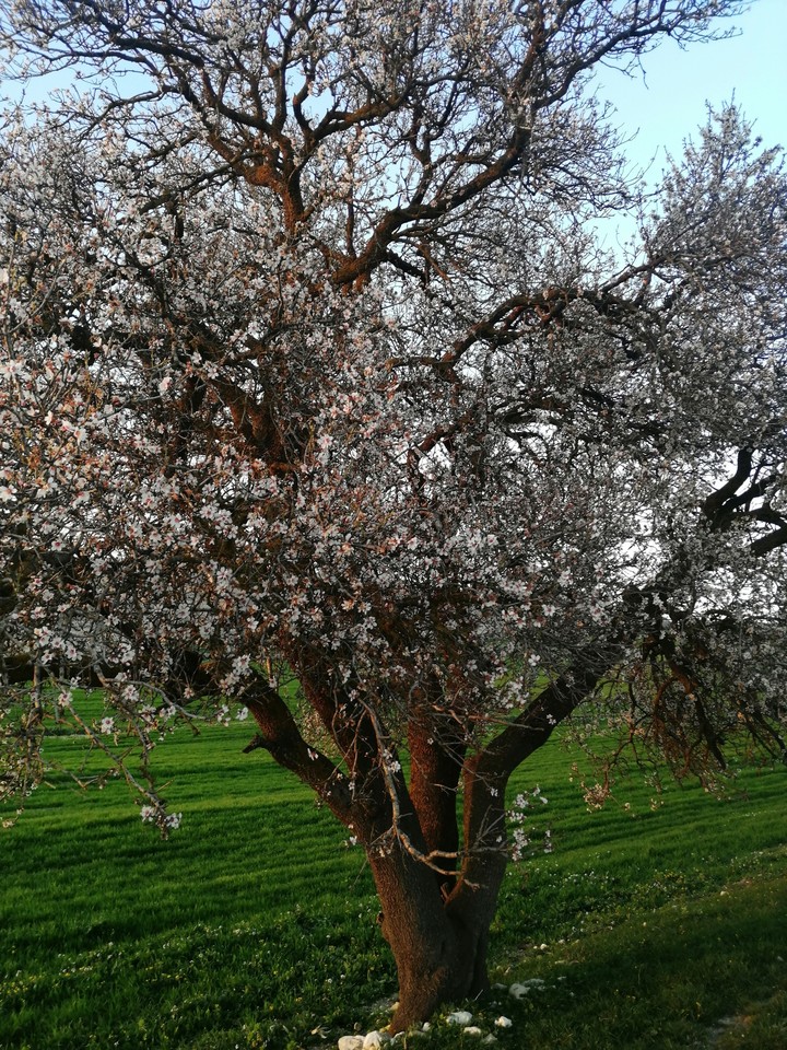 el kef