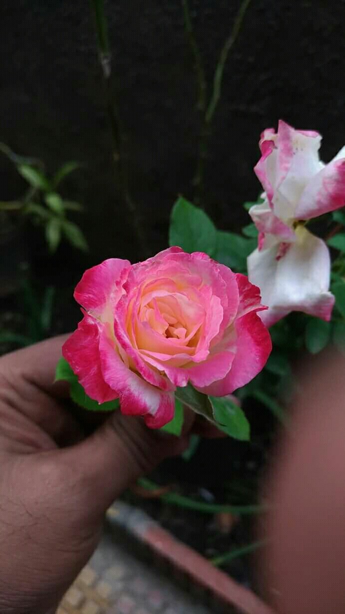 rose