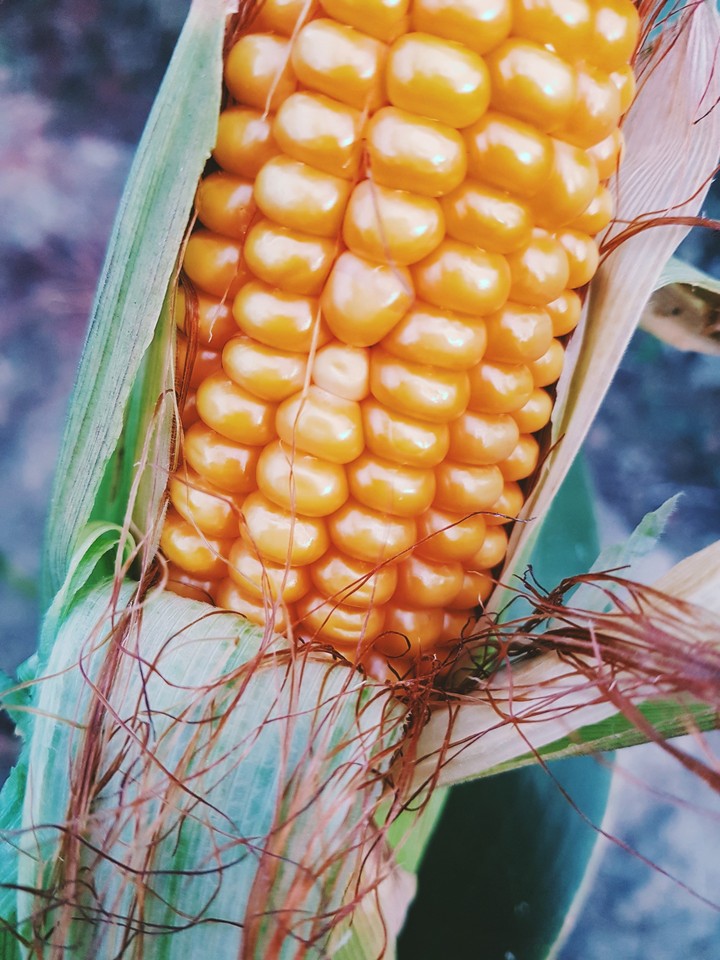 Corn on the cob