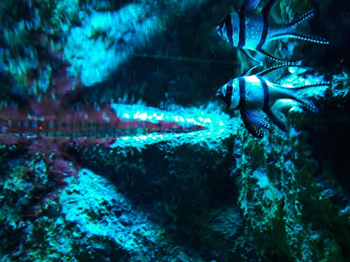 Alone fish.