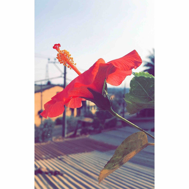 beautiful flower
