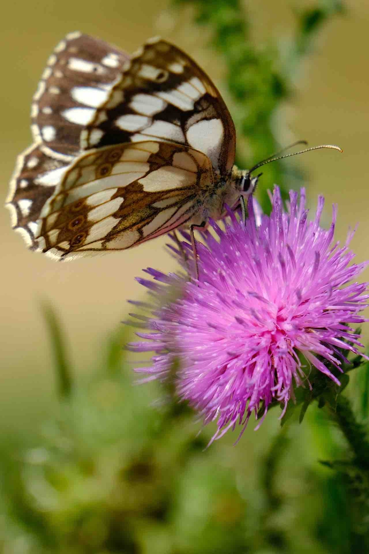 Insects