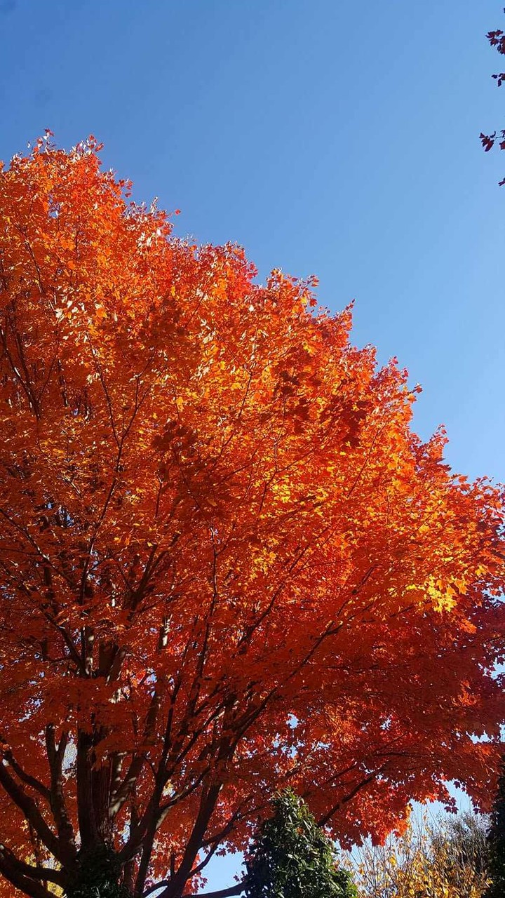 Fall