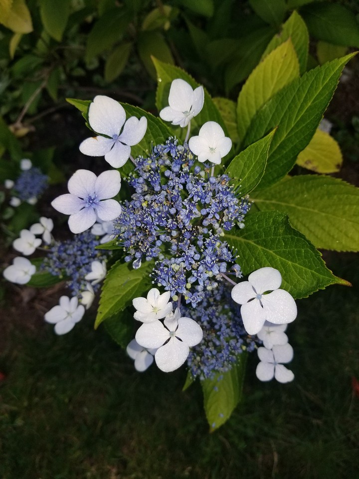 2017 garden
