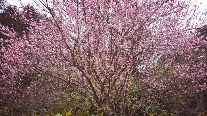 櫻花