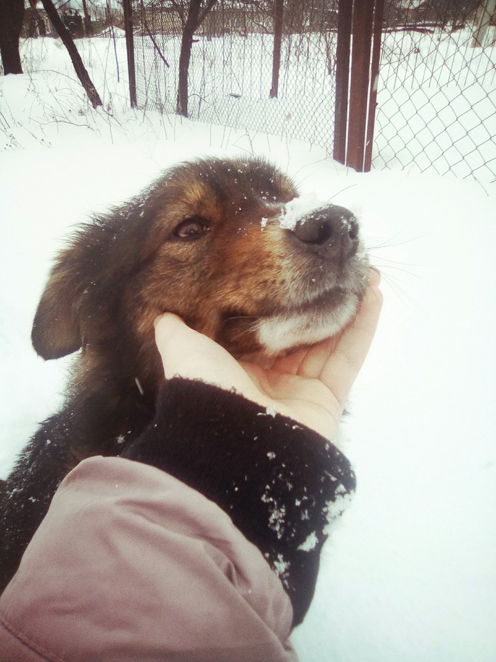 love dog!!!(люблю собачку!!!)
