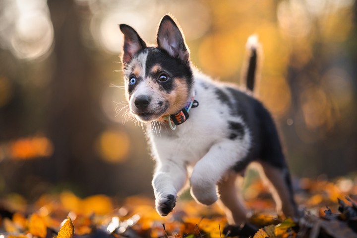 Crazy puppy
+ Iza Łysoń