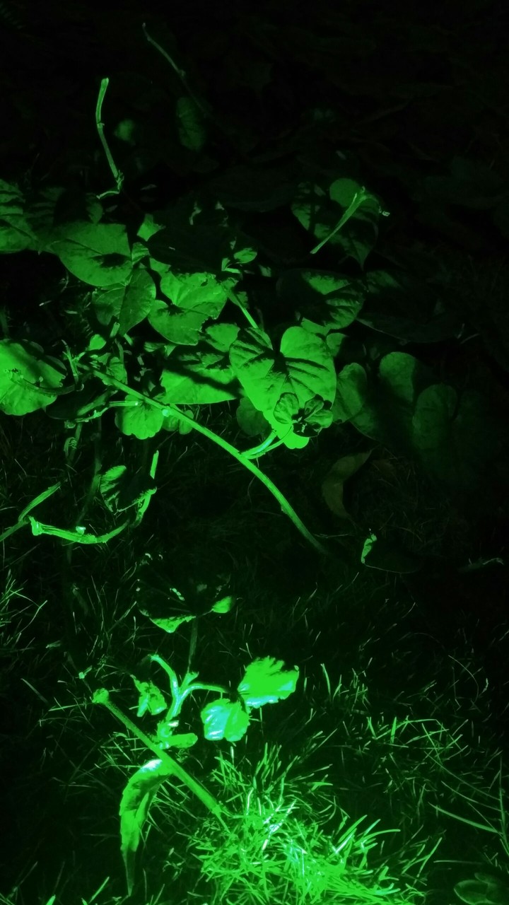 Night... nature
